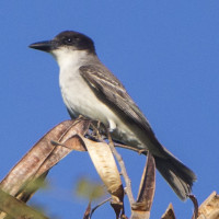 Giant Kingbird